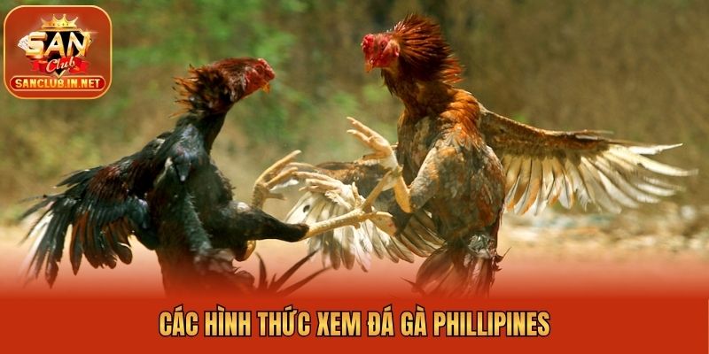 Các hình thức xem đá gà Phillipines