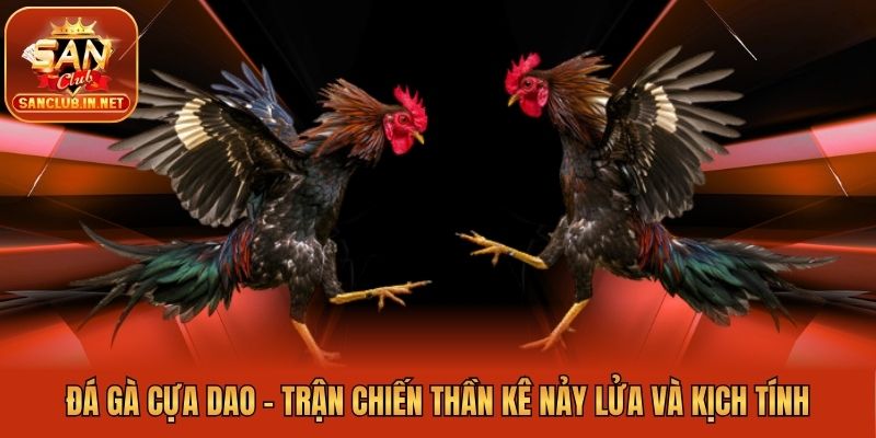 Đá Gà Cựa Dao - Trận Chiến Thần Kê Nảy Lửa Và Kịch Tính