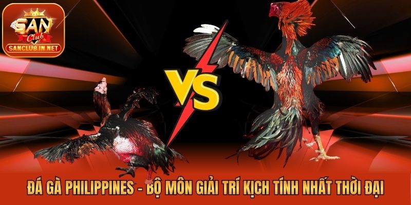 Đá Gà Philippines - Bộ Môn Giải Trí Kịch Tính Nhất Thời Đại