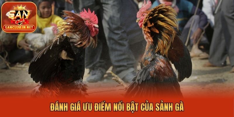 Đánh giá ưu điểm nổi bật của sảnh gà