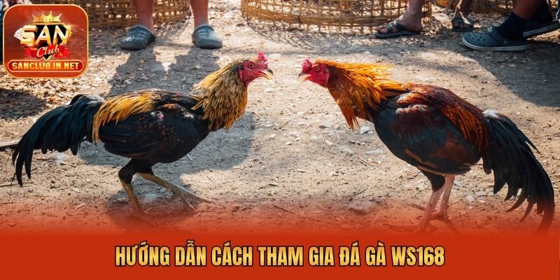 Hướng dẫn cách tham gia đá gà WS168