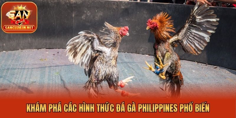 Khám phá các hình thức đá gà Philippines phổ biến
