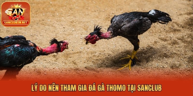 Lý do nên tham gia đá gà Thomo tại Sanclub