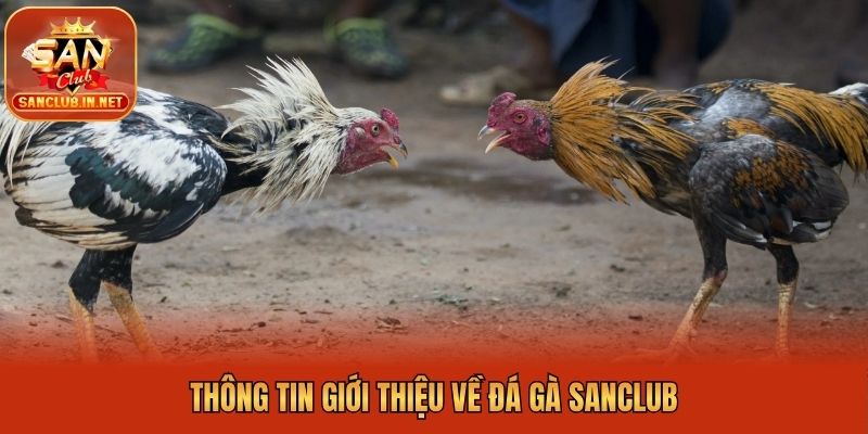 Thông tin giới thiệu về đá gà Sanclub