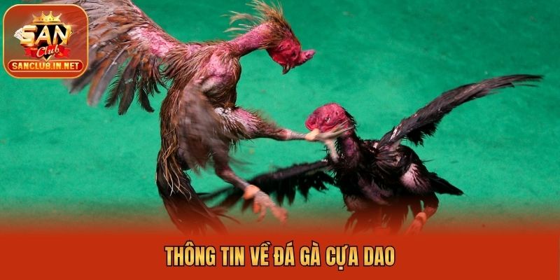 Thông tin về đá gà cựa dao