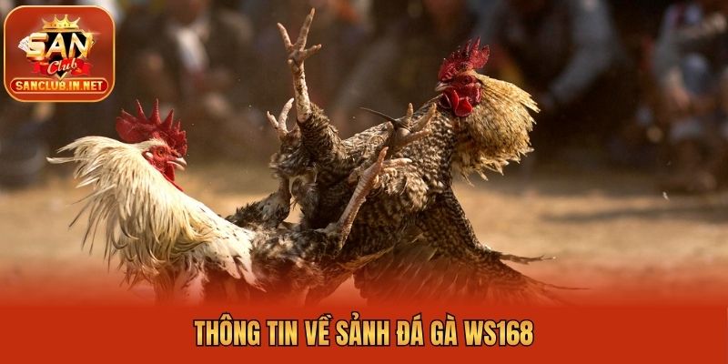 Thông tin về sảnh đá gà WS168