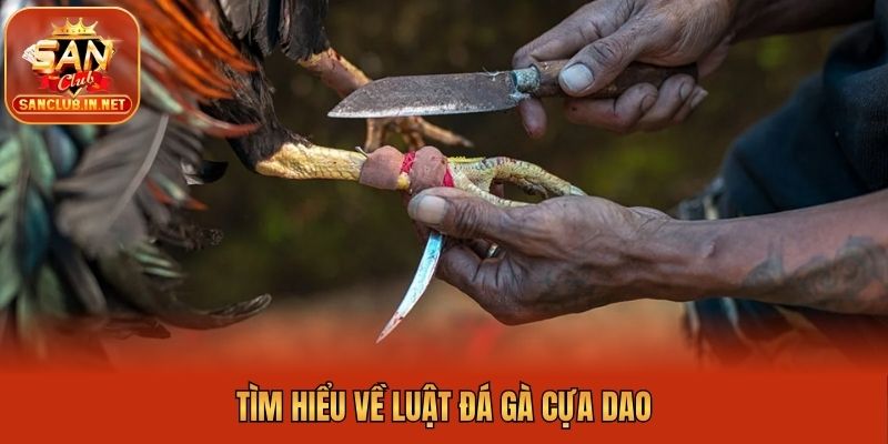 Tìm hiểu về luật đá gà cựa dao
